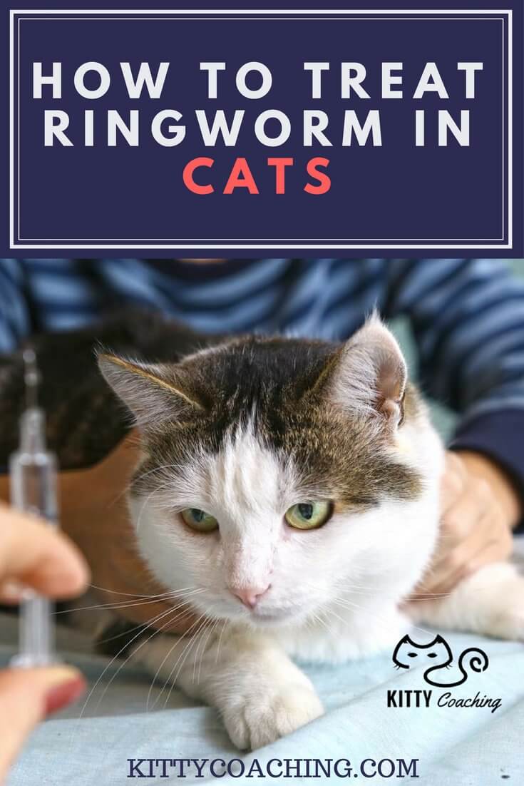 How To Treat Ringworm in Cats (2018)