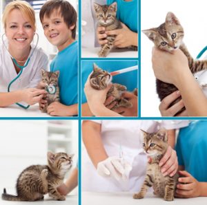 Little kitten at the veterinary collage