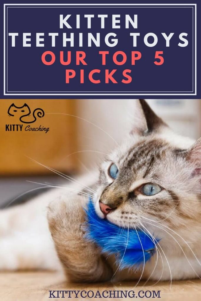 Kitten Teething Toys - Our Top 5 Picks 