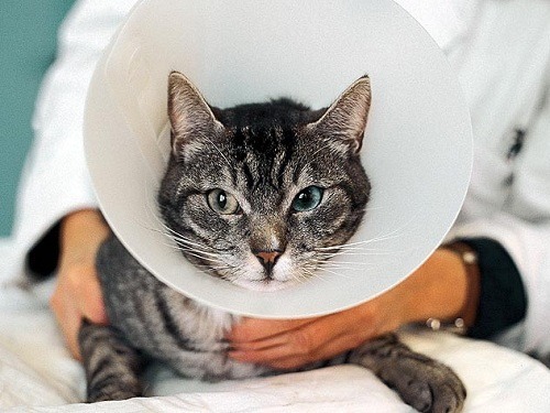 Allergies are Found in Cats