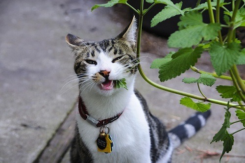Cat Eating Delicious Catnip