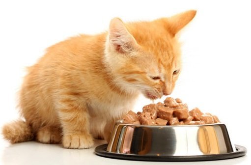 Wet Food for Cats