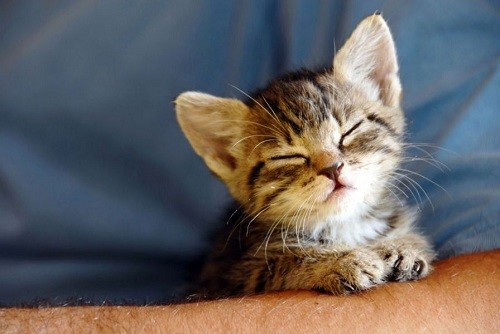 Cute Purring Cat