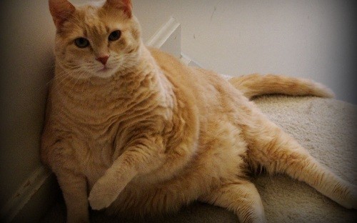 Cute Overweight Cat