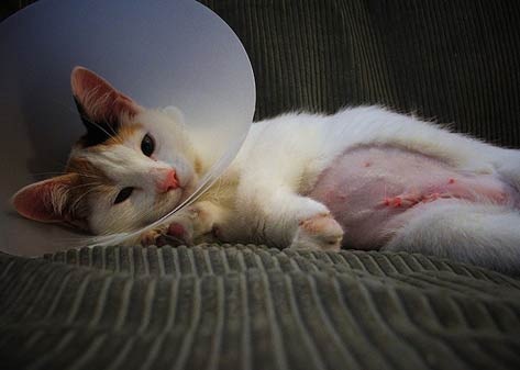 Recovery After Spaying