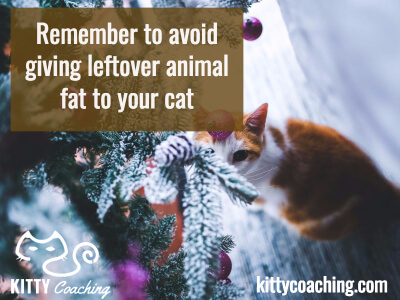 don't feed your cat animal fat