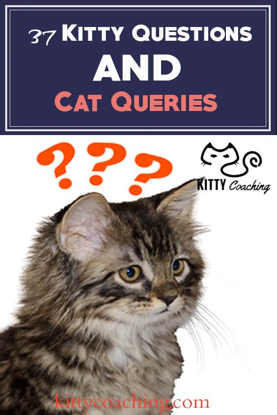 beginner cat questions answered