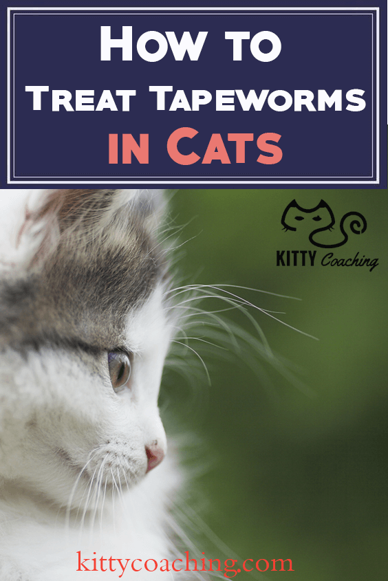 How to Treat Tapeworms in Cats