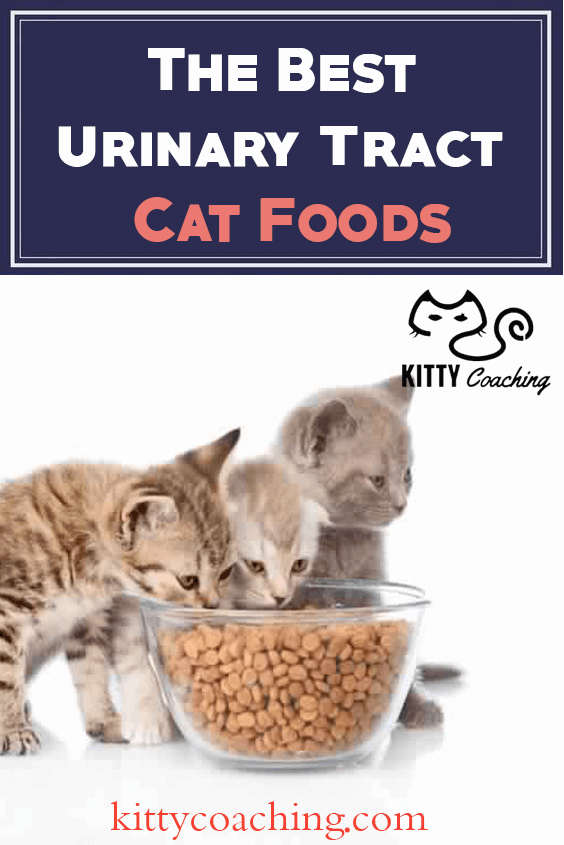best canned cat food for urinary tract health