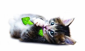 best chew toys for kittens